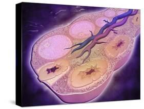 Microscopic Cross Section of a Female Ovary-null-Stretched Canvas