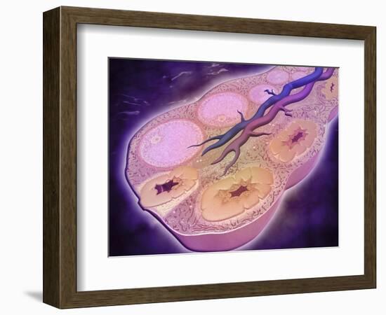 Microscopic Cross Section of a Female Ovary-null-Framed Art Print