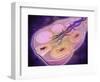 Microscopic Cross Section of a Female Ovary-null-Framed Art Print