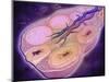 Microscopic Cross Section of a Female Ovary-null-Mounted Art Print