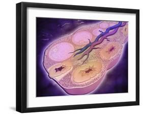 Microscopic Cross Section of a Female Ovary-null-Framed Art Print