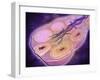 Microscopic Cross Section of a Female Ovary-null-Framed Art Print