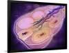 Microscopic Cross Section of a Female Ovary-null-Framed Art Print