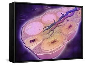 Microscopic Cross Section of a Female Ovary-null-Framed Stretched Canvas