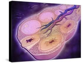 Microscopic Cross Section of a Female Ovary-null-Stretched Canvas