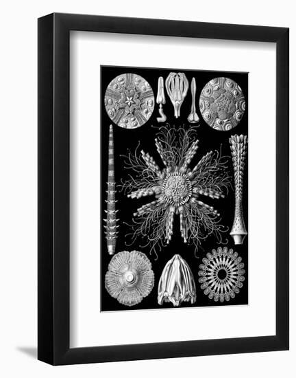 Microscopic Echinidea-Ernst Haeckel-Framed Art Print