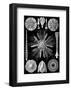 Microscopic Echinidea-Ernst Haeckel-Framed Art Print