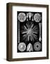 Microscopic Echinidea-Ernst Haeckel-Framed Art Print