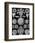Microscopic Hexacoralla-Ernst Haeckel-Framed Art Print