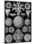 Microscopic Hexacoralla-Ernst Haeckel-Mounted Art Print