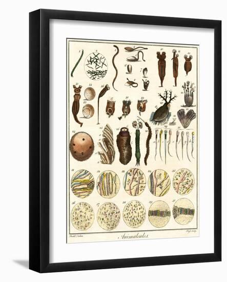 Microscopic Marine Life-Ebenezer Sibly-Framed Art Print