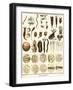 Microscopic Marine Life-Ebenezer Sibly-Framed Art Print