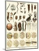 Microscopic Marine Life-Ebenezer Sibly-Mounted Art Print