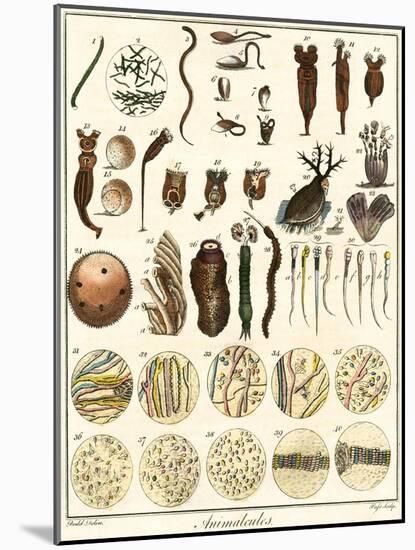 Microscopic Marine Life-Ebenezer Sibly-Mounted Art Print