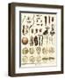 Microscopic Marine Life-Ebenezer Sibly-Framed Art Print