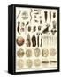 Microscopic Marine Life-Ebenezer Sibly-Framed Stretched Canvas