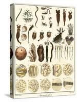 Microscopic Marine Life-Ebenezer Sibly-Stretched Canvas