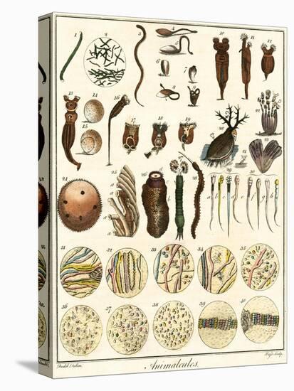 Microscopic Marine Life-Ebenezer Sibly-Stretched Canvas