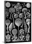 Microscopic Mycetozoa-Ernst Haeckel-Mounted Art Print