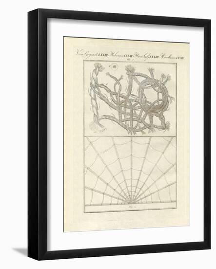 Microscopic Objects-null-Framed Giclee Print