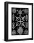 Microscopic Spumellaria-Ernst Haeckel-Framed Art Print