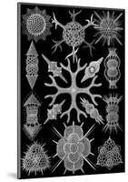 Microscopic Spumellaria-Ernst Haeckel-Mounted Art Print