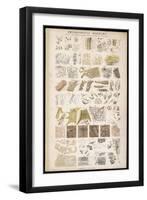 Microscopic Structure of the Texture of Various Parts of the Body-J.s. Cuthbert-Framed Art Print