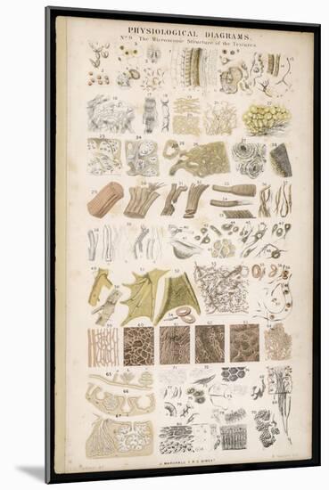 Microscopic Structure of the Texture of Various Parts of the Body-J.s. Cuthbert-Mounted Art Print