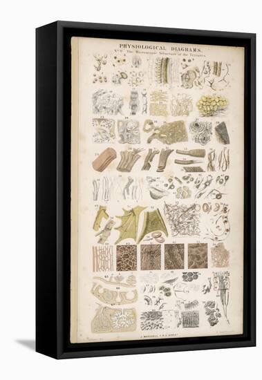 Microscopic Structure of the Texture of Various Parts of the Body-J.s. Cuthbert-Framed Stretched Canvas