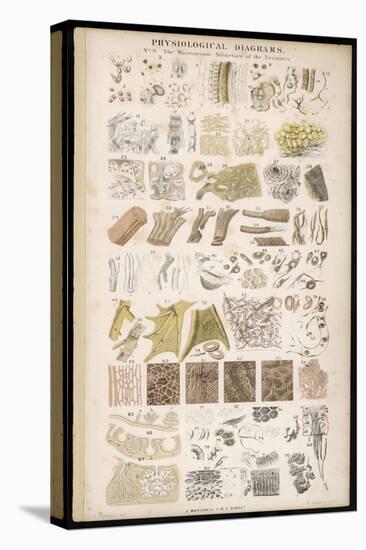 Microscopic Structure of the Texture of Various Parts of the Body-J.s. Cuthbert-Stretched Canvas