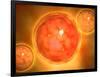 Microscopic View of a Blastula During Pregnancy-null-Framed Art Print