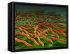 Microscopic View of a Group of Borrelia Burgdorferi Bacteria-Stocktrek Images-Framed Stretched Canvas