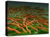 Microscopic View of a Group of Borrelia Burgdorferi Bacteria-Stocktrek Images-Stretched Canvas