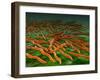 Microscopic View of a Group of Borrelia Burgdorferi Bacteria-Stocktrek Images-Framed Photographic Print