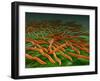 Microscopic View of a Group of Borrelia Burgdorferi Bacteria-Stocktrek Images-Framed Photographic Print