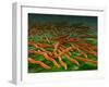 Microscopic View of a Group of Borrelia Burgdorferi Bacteria-Stocktrek Images-Framed Photographic Print