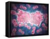 Microscopic View of a Group of Leukemia Cell-null-Framed Stretched Canvas