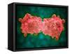 Microscopic View of a Leukemia Cell-null-Framed Stretched Canvas