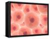 Microscopic View of Animal Cell-null-Framed Stretched Canvas