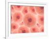 Microscopic View of Animal Cell-null-Framed Art Print