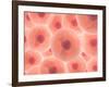 Microscopic View of Animal Cell-null-Framed Art Print