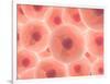 Microscopic View of Animal Cell-null-Framed Art Print