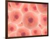 Microscopic View of Animal Cell-null-Framed Art Print