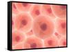 Microscopic View of Animal Cell-null-Framed Stretched Canvas