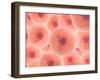 Microscopic View of Animal Cell-null-Framed Art Print