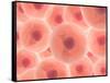 Microscopic View of Animal Cell-null-Framed Stretched Canvas