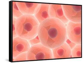 Microscopic View of Animal Cell-null-Framed Stretched Canvas