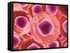 Microscopic View of Animal Cell-null-Framed Stretched Canvas