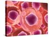 Microscopic View of Animal Cell-null-Stretched Canvas