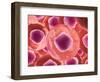 Microscopic View of Animal Cell-null-Framed Art Print